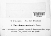 Entyloma australe image